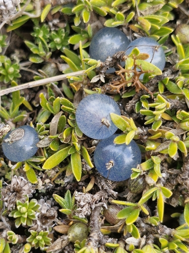 Coprosma petriei, photograph 6
