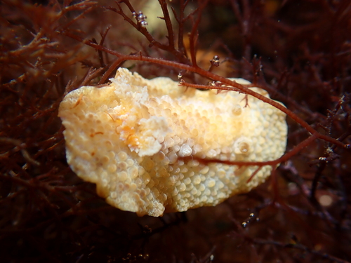 Carminodoris nodulosa