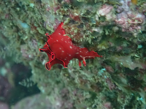 Aplysia japonica, 2026-05-02