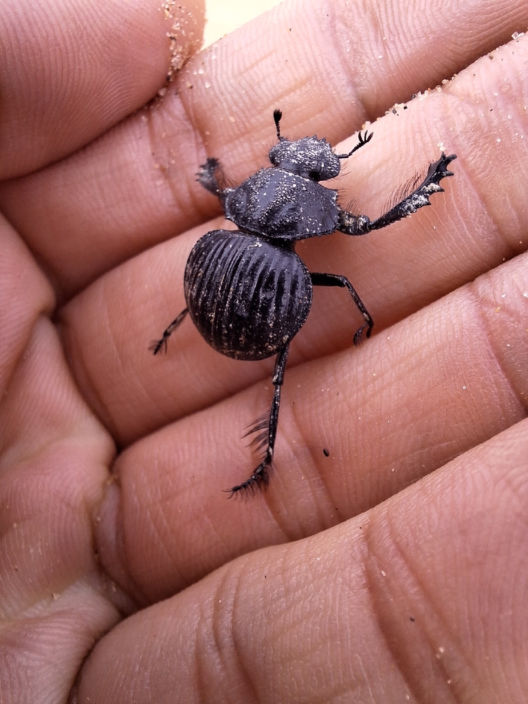 Pachysoma bennigseni