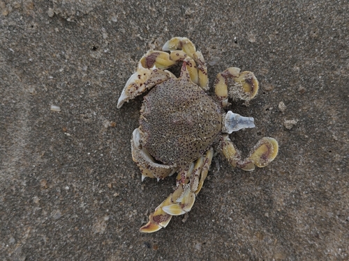 Common Moon Crab