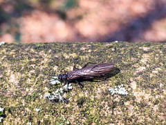 Nemouridae