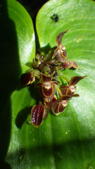 Pleurothallis cordata