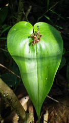 Pleurothallis cordata