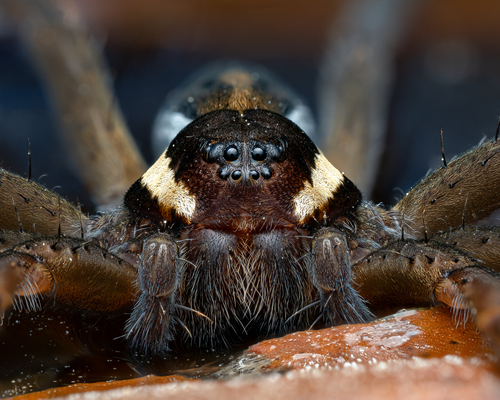 Raft Spider, Dorset, England, GB, photo 6 of 10