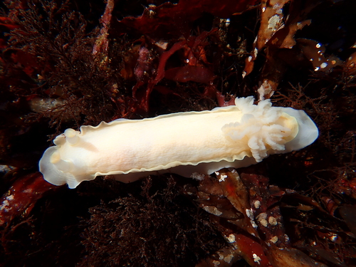 Aphelodoris luctuosa