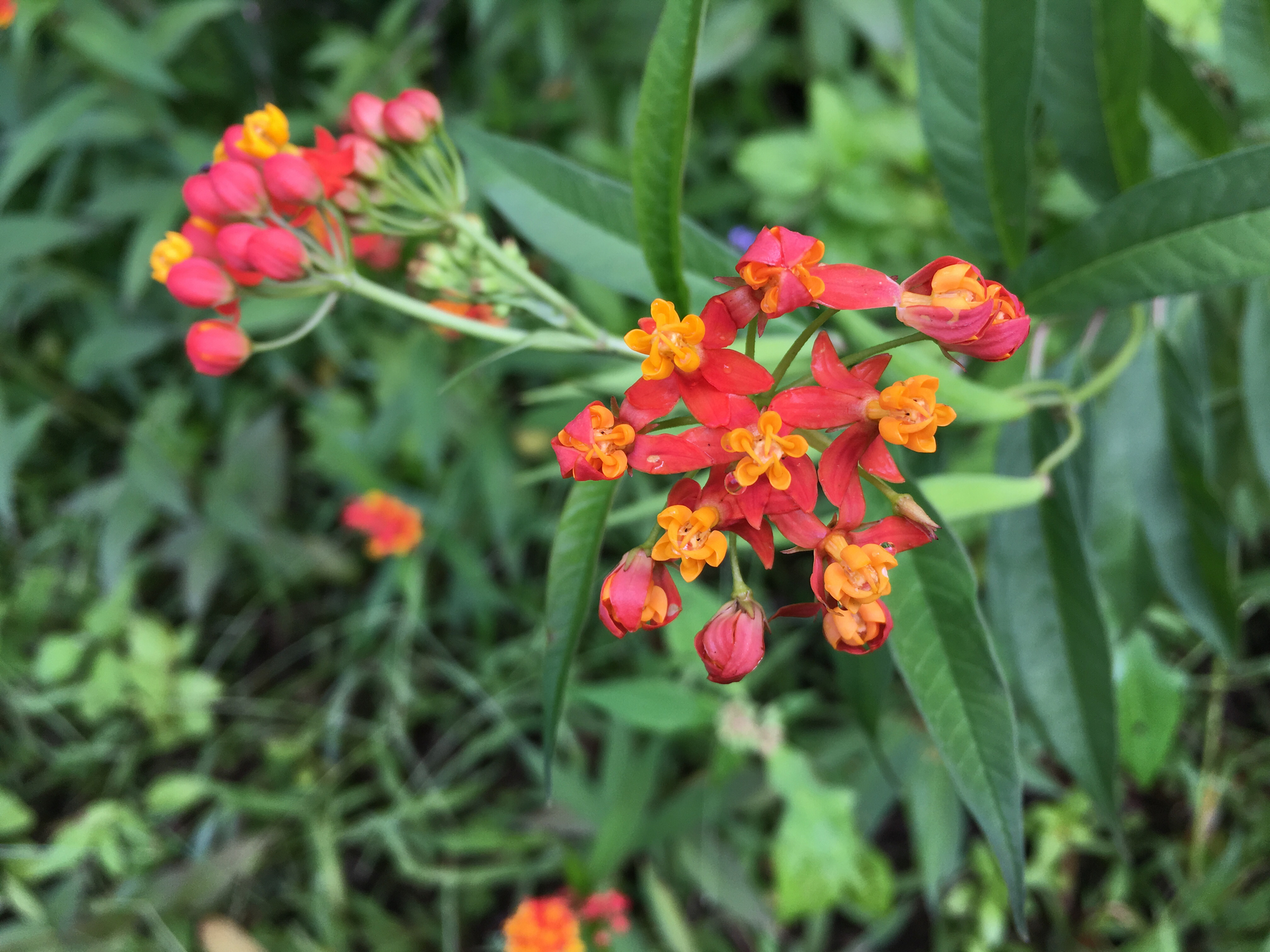 Asclepias curassavica image