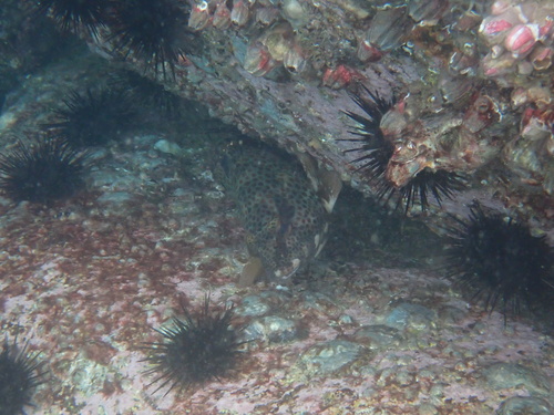 Epinephelus trimaculatus observed 2026-05-02