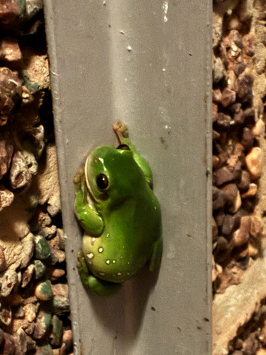 Green Tree Frog