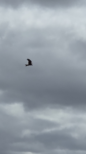 Black Kite