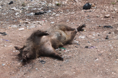Anatolian Boar