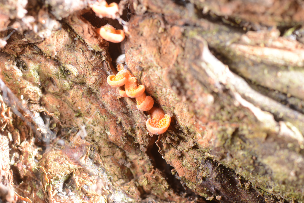Favolaschia claudopus · April 2026 · photo: © jon_sullivan (iNaturalist, cc-by)