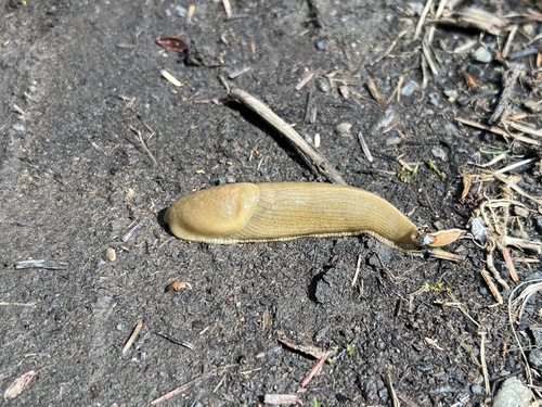 Ariolimax columbianus