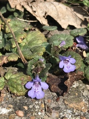 Glechoma hederacea
