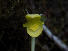 Pleurothallis chicalensis