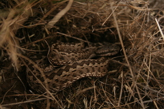 Vipera renardi