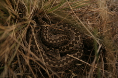 Vipera renardi