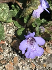 Glechoma hederacea