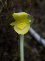 Pleurothallis chicalensis