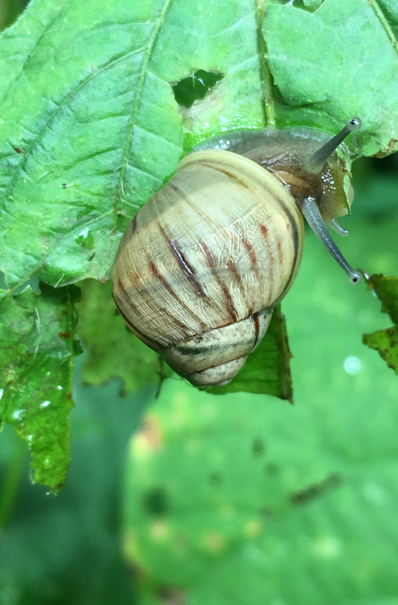 Porphyrobaphe image