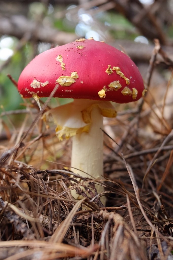 Amanita muscaria · May 2026 · photo: © stinkopotamus (iNaturalist, cc-by)