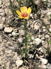 Linum hudsonioides