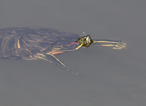 Trachemys scripta