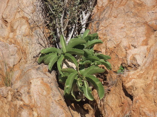 Cyphostemma bainesii