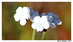 Plagiobothrys canescens