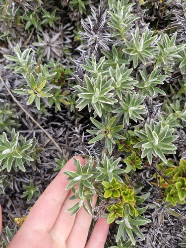 Celmisia angustifolia, photograph 4