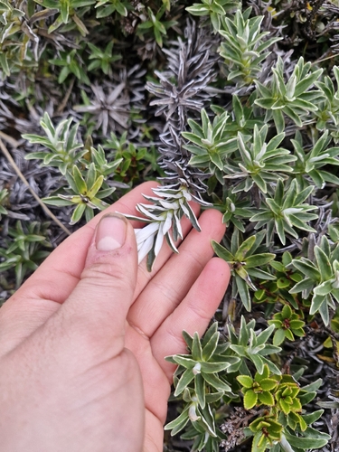 Celmisia angustifolia, photograph 5