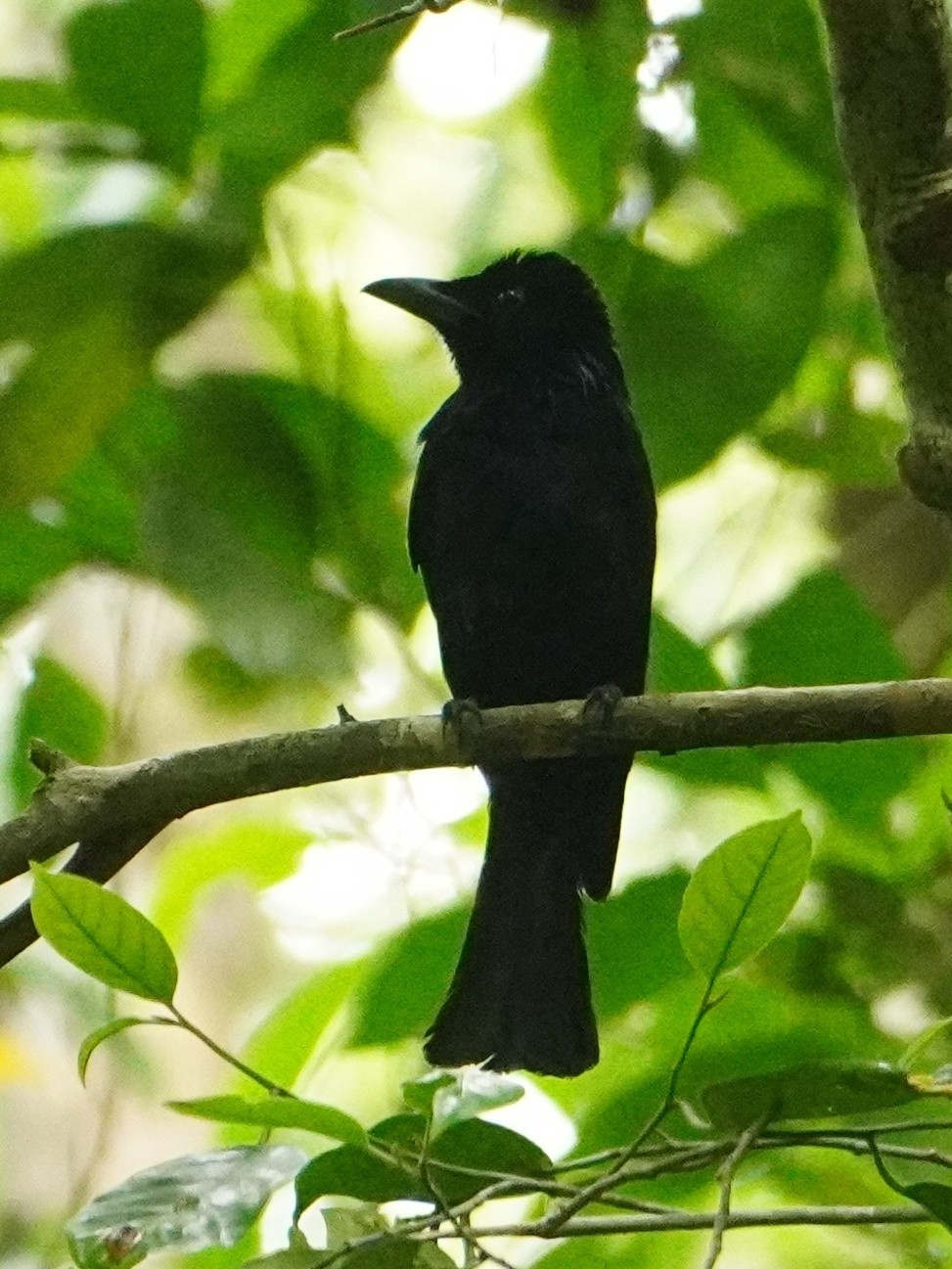Short-tailed Drongo (Dicrurus striatus), photo 2