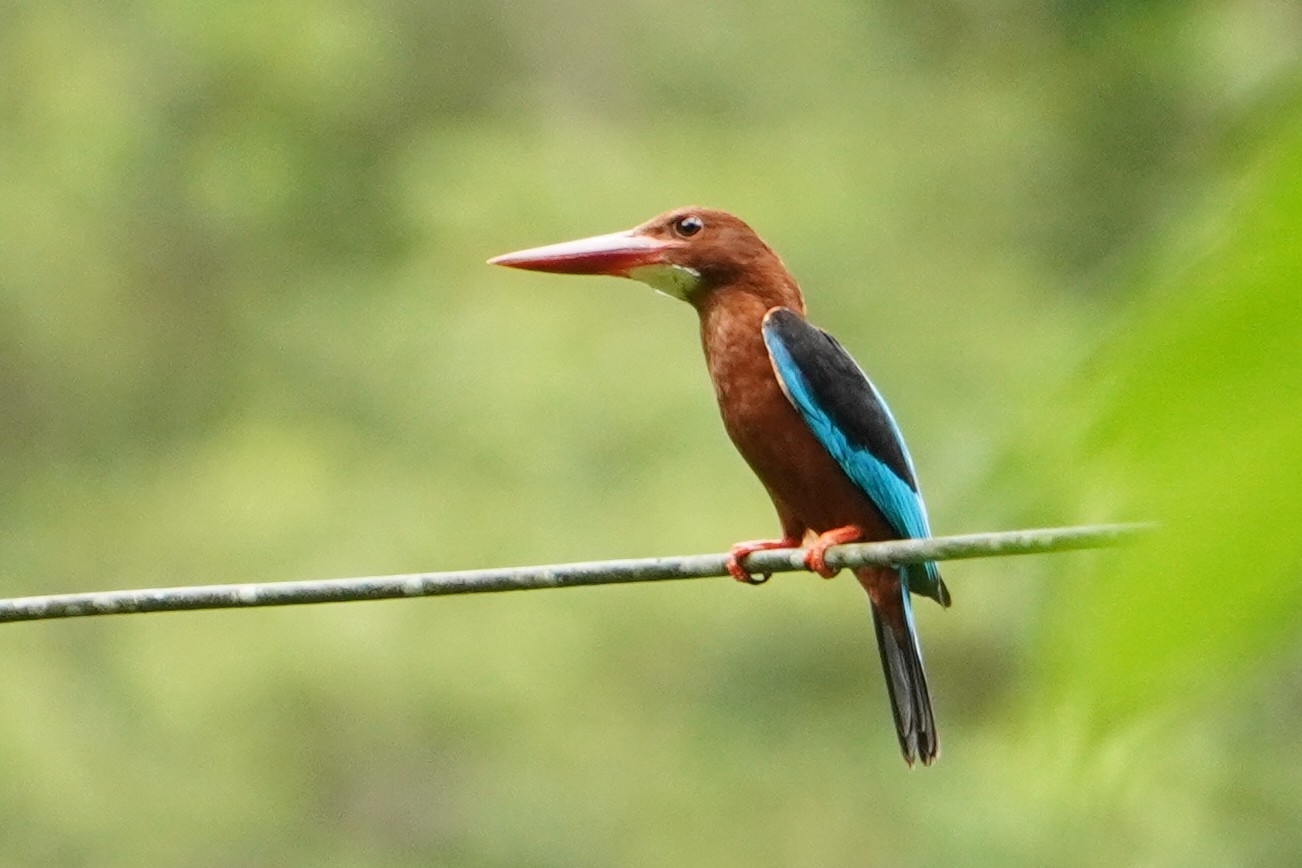 Brown-breasted Kingfisher (Halcyon gularis), photo 6