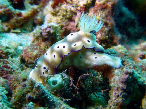 Tryon's Hypselodoris (Hypselodoris tryoni)