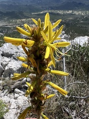 Asphodeline (Asphodeline)