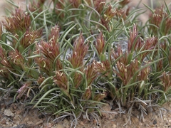 Blepharidachne kingii