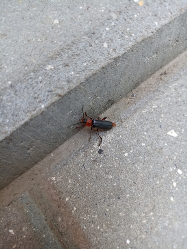 Rustic Sailor Beetle