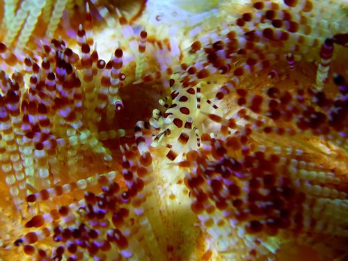 Coleman shrimp (Periclimenes colemani)