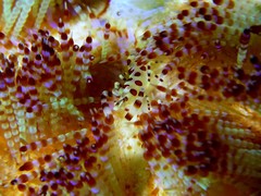 Periclimenes colemani