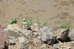 Psilopsiagon aurifrons