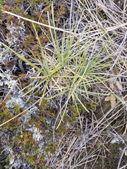 Celmisia lyallii