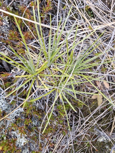 Celmisia lyallii, photograph 2