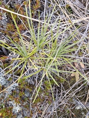 Celmisia lyallii, photograph (c) Irisa Hudson, some rights reserved (CC BY)