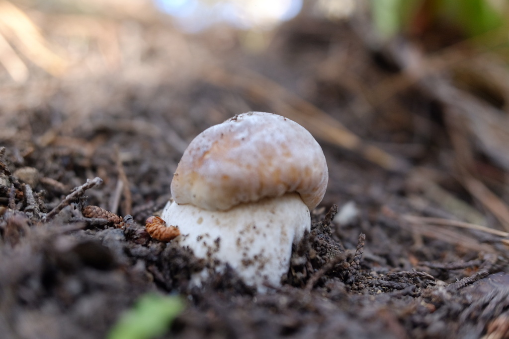 Boletus edulis · May 2026 · photo: © stinkopotamus (iNaturalist, cc-by)