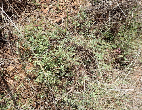 Image of Tephrosia longipes by (c) Nicola van Berkel, some rights reserved (CC BY-SA)