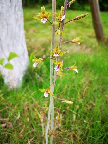 Chinese Crown Orchid