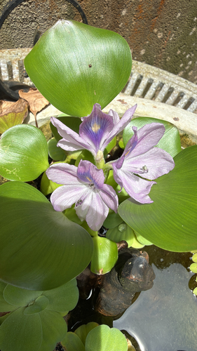 common water hyacinth