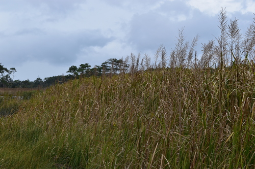 Image of Big Cordgrass (Sporobolus cynosuroides) by (c) NC Wetlands, some rights reserved (CC BY)