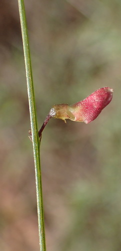 Image of Tephrosia longipes by (c) Nicola van Berkel, some rights reserved (CC BY-SA)
