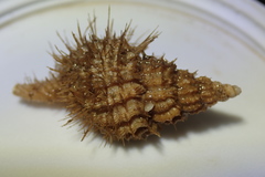 Brachiopoda